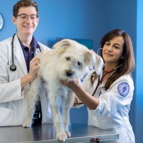Student and faculty with small white dog in Companion Animal Clinic