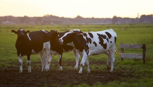 cows roaming a field